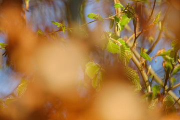 frisches Grün zwischen alten Herbstlaub (Rotbuche)