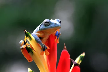 Schilderijen op glas Flying frog on red flower, beautiful tree frog on red flowe, animal closeup © kuritafsheen