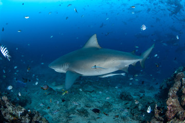 Obraz na płótnie Canvas Bull Shark, Carcharhinus leucas in deep blue ocean