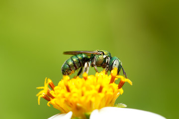 Small green metallic bee (ceratina/pithitis smaragdula) on white flower, taken from Thailand /...