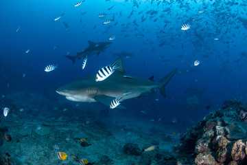 Bull Shark, Carcharhinus leucas in deep blue ocean