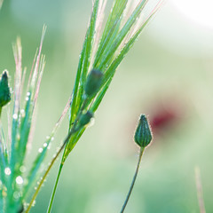 wildflowers with grass closeup outdoor