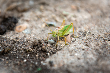 Meadow grasshopper on ground.