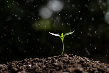 Seedlings of peppers are growing from the soil.