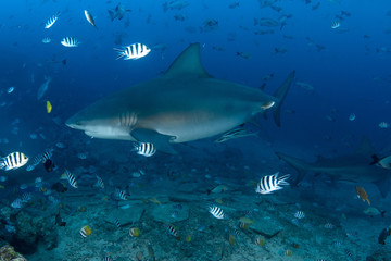 Fototapeta premium Bull Shark, Carcharhinus leucas in deep blue ocean