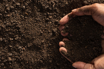 Soil for growing plants. - obrazy, fototapety, plakaty