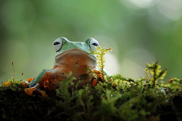 Flying frog on red flower, beautiful tree frog on red flowe, animal closeup