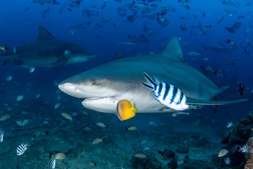 Fototapeta premium Bull Shark, Carcharhinus leucas in deep blue ocean