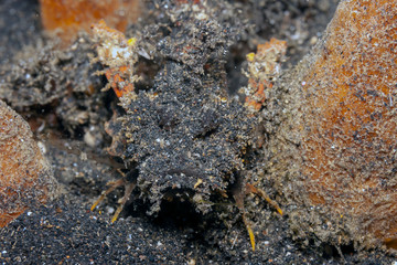 Coral reef South Pacific,Devilfish