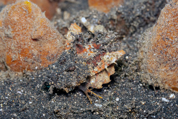 Coral reef South Pacific,Devilfish