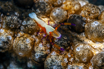 Coral reef South Pacific, Emporor shrimp