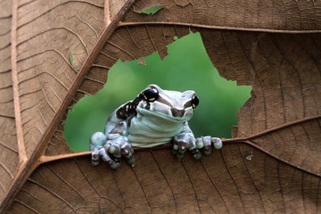 Amazon milk frog on yellow flower, animal closeup, panda tree frog,  Small amazon milk frogs appear...