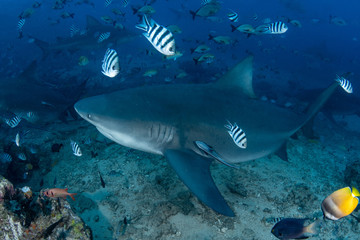 Bull Shark, Carcharhinus leucas in deep blue ocean