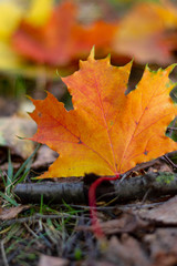 autumn, fall, tree, nature, park, trees, leaves