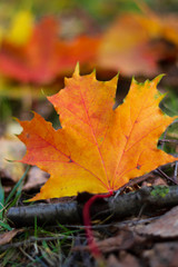 Naklejka na ściany i meble autumn, fall, tree, nature, park, trees, leaves