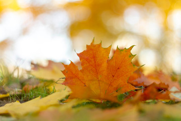 autumn, fall, tree, nature, park, trees, leaves