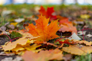 autumn, fall, tree, nature, park, trees, leaves
