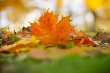 autumn, fall, tree, nature, park, trees, leaves