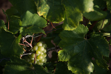 des raisins blancs chardonnay aligoté dans une vigne à Meursault bourgogne