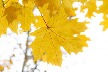 autumn, fall, tree, nature, park, trees, leaves
