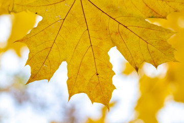 autumn, fall, tree, nature, park, trees, leaves