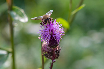 bee, flower, insect, nature, macro, pollen