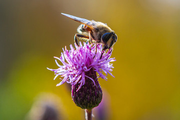 bee, flower, insect, nature, macro, pollen