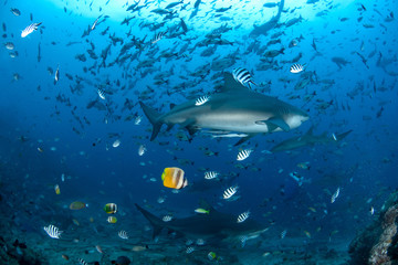 Fototapeta premium Bull Shark, Carcharhinus leucas in deep blue ocean