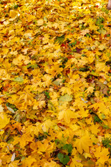 autumn, leaf, fall, maple, leaves, nature