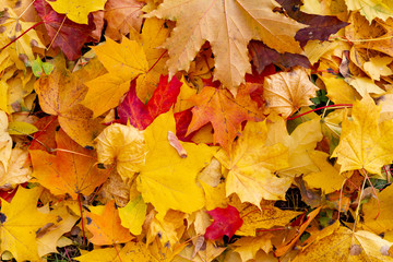 Naklejka na ściany i meble autumn, leaf, fall, maple, leaves, nature