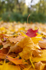 autumn, leaf, fall, maple, leaves, nature