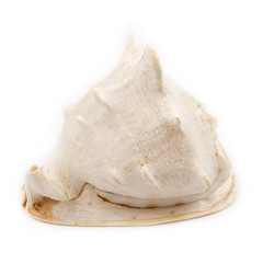 Big seashell isolated on white background. huge sea shell