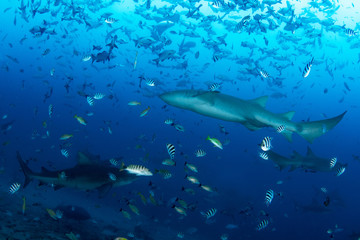 Fototapeta na wymiar Tawny Nurse and Bull Shark in deep blue ocean