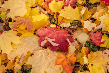 autumn, leaf, fall, maple, leaves, nature