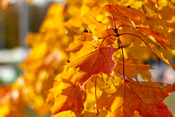 autumn, leaf, fall, maple, leaves, nature