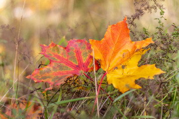 autumn, leaf, fall, maple, leaves, nature