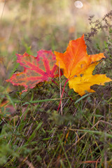 autumn, leaf, fall, maple, leaves, nature