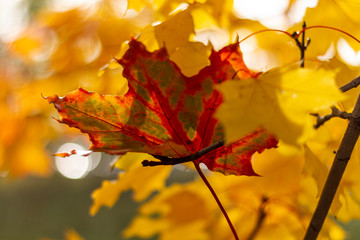 autumn, leaf, fall, maple, leaves, nature