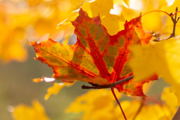 autumn, leaf, fall, maple, leaves, nature