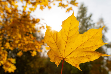 autumn, leaf, fall, maple, leaves, nature