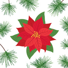 Poinsettia flowers and pine leaf isolated icon for Christmas or New Year greeting card design. vector illustration