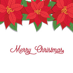 Poinsettias design with Merry Christmas letter, vector illustration