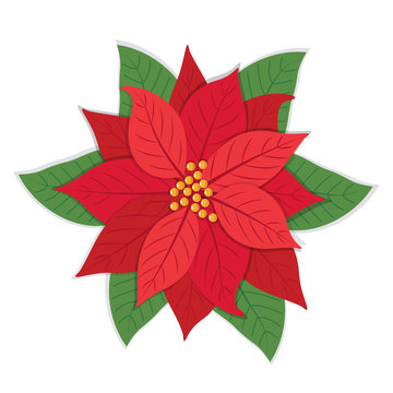Poinsettia flowers isolated icon for Christmas or New Year greeting card design. vector illustration