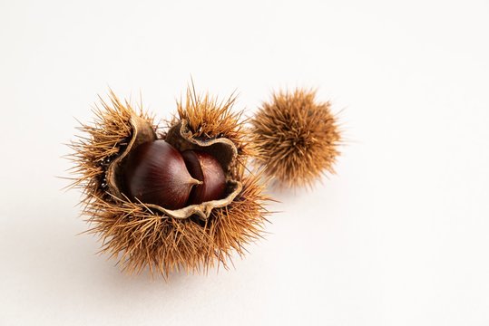 「和くり」の写真素材 | 5,326件の無料イラスト画像 | Adobe Stock