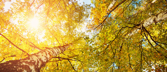 trees with multicolored leaves in the park. birch foliage in sunny autumn
