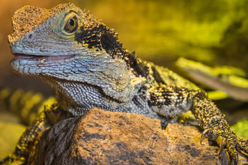 Echse Kopf Großaufnahme 2