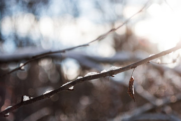 Winter Bokeh Tree