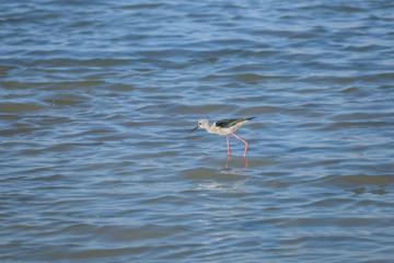Minimalistic spring landscape with a bird in the lake. Black-winged stilt, himantopus himantopus, a long-legged wader. Bird watching in Eilat