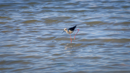 Black-winged stilt, himantopus himantopus, a long-legged wader in the lake. Bird watching in Israel