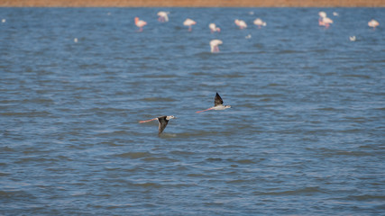 Minimalistic spring landscape with two flying bird over the lake. Black-winged stilt, himantopus himantopus, a long-legged wader. Bird watching in Israel